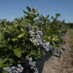 Oogst blauwe bessen juni SK lr (14)