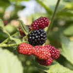 oogst bramen juni SK lr (11)