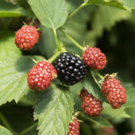 oogst bramen juni SK lr (4)