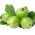 png-gooseberry